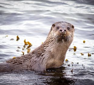 A close up of an otter looking up from the water, Lismore.