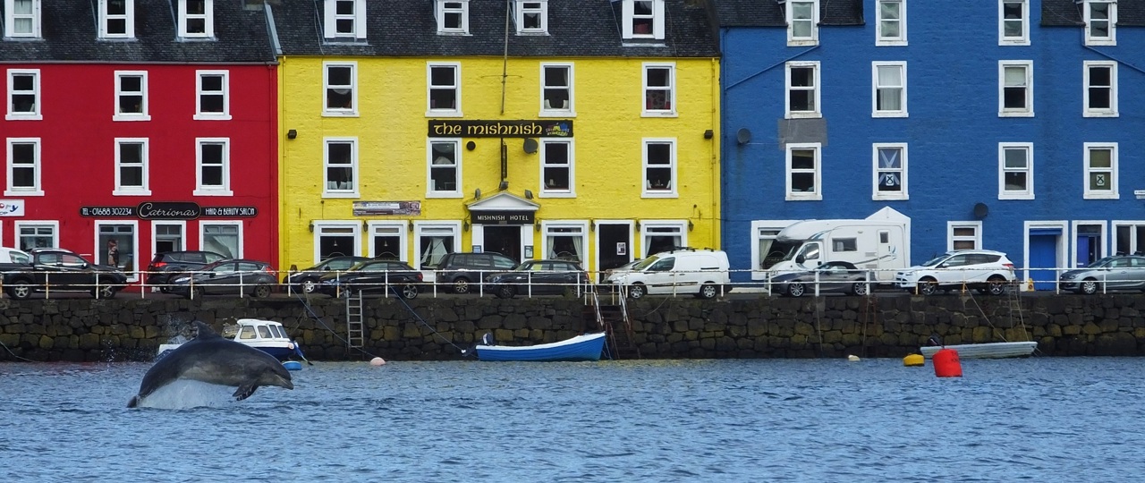 Bottlenose dolphin at Tobermory