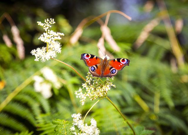 A red coloured butterfly perched on a blossoming plant