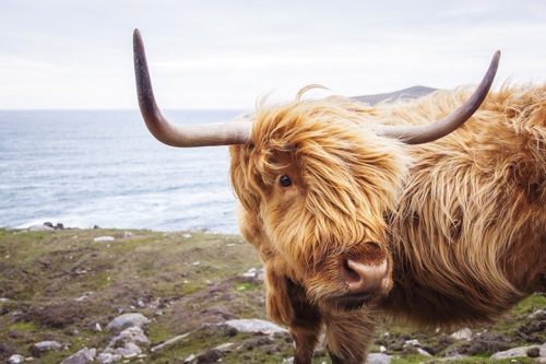 Hebridean Cow