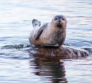 Seal on a rock in the ocean