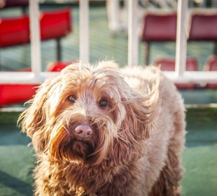 dog out of the deck of the boat staring at the camera