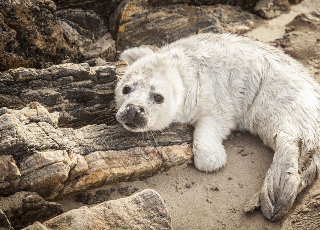 Seal pup on the beach at Coll. 