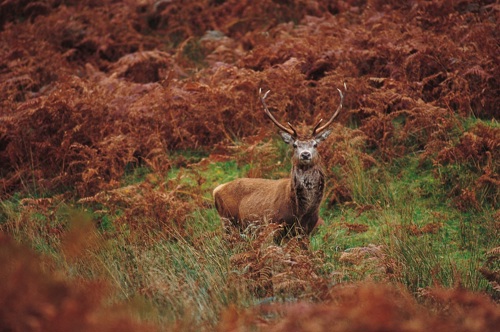 Red Deer of Jura