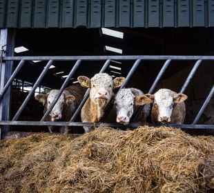 Bellevue farm, Arran. Cows eating hay.