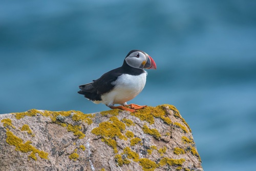 Puffins