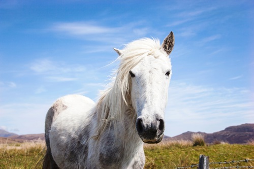 Horses of Benbecula